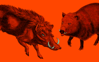 Le sanglier, sauvage mais pas trop